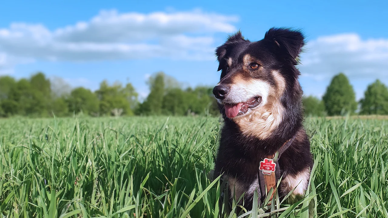 Hund trägt Hundesteuermarke am Halsband